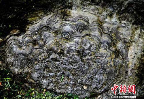 图为“石花”大多呈圆形，颜色由内向外逐渐变浅。　陈碧生 摄