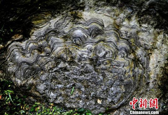 图为“石花”大多呈圆形，颜色由内向外逐渐变浅。　陈碧生 摄