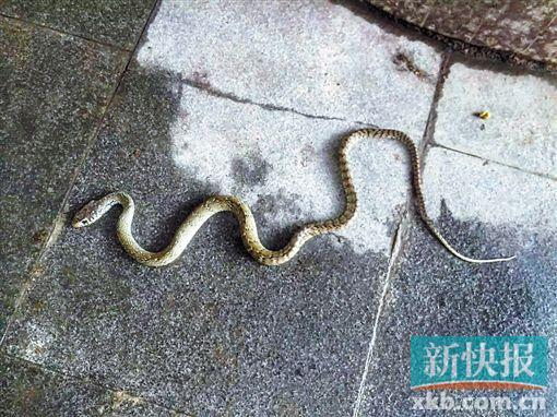 广州夫妻一觉醒来床边现1米长的蛇 辅警将其打死