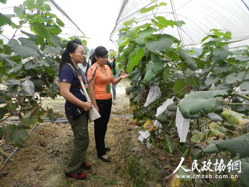 广西平果县政协为旅游产业把脉问诊