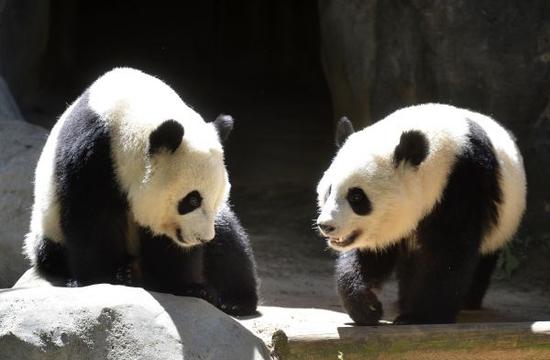俄媒：日本“对眼猫”成网络新星 坐拥14万粉丝