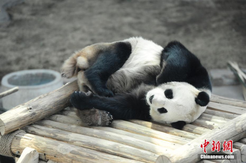 大熊猫“佑佑”在室内馆酣睡。 <a target='_blank' href='http://www.chinanews.com/'>中新社</a>记者 于琨 摄