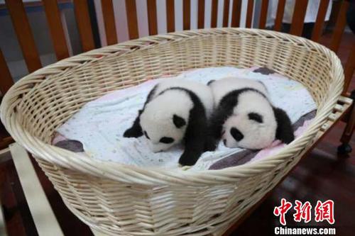 这对双胞胎兄妹十分活泼好动。　倪丽 摄