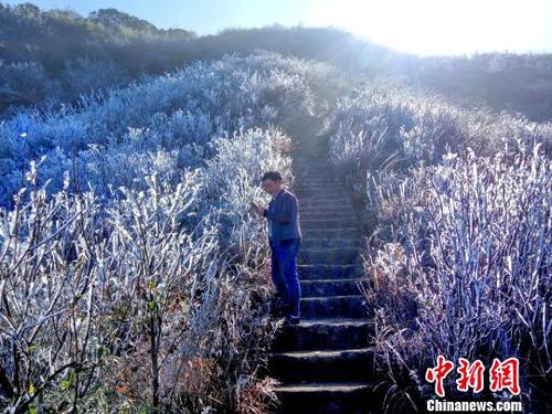 新一轮降温致广东金子山再现冰雪美景。　连清 摄