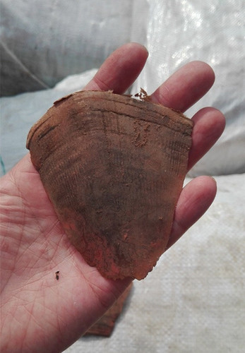 上海海关27日公布近日查获特大走私进口珍贵动物制品案，抓获犯罪嫌疑人3名，查获穿山甲鳞片101包、约3.1吨。