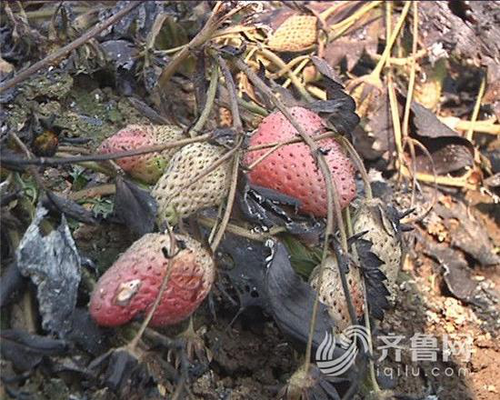 市民放孔明灯引燃农户大棚 种植户损失40多万