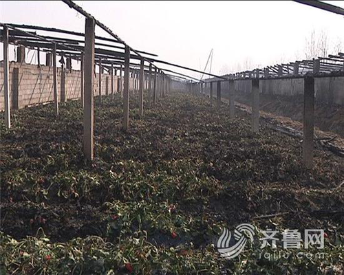 市民放孔明灯引燃农户大棚 种植户损失40多万