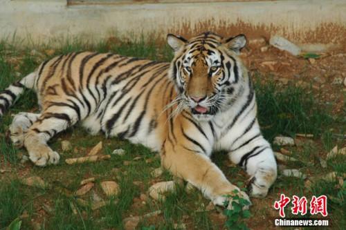 图为合肥野生动物园的老虎。园方供图