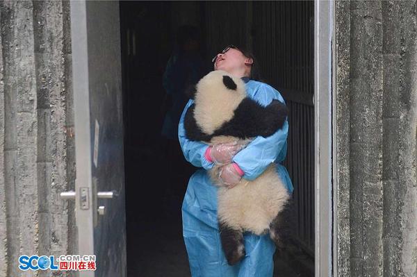 近日，一个熊猫幼崽抱饲养员大腿的视频在网络走红。在成都大熊猫繁育研究基地，有一群人，他们也会经常被熊猫抱大腿。他们像照顾自己的孩子一样，每天守护着幼年大熊猫，给他们喂奶、陪它们玩耍……这项让不少外人羡慕的工作背后，有着许多不为人知的故事。 记者 郝飞 摄影报道