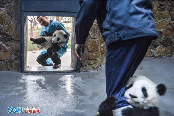 段东琼说：“产房的工作会更有趣，因为熊猫宝宝经常撒娇卖萌，每天的心情都会很好。当然责任也更加重，就像是自己的孩子一样吧。” 记者 郝飞 摄影报道