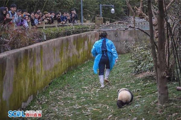 段东琼说：“一开始，宝宝们还需要逐个抱着喂奶，现在它们长大了，只需要把奶瓶送上，它们就很开心地自己捧着奶瓶喝了。”奶爸奶妈们抱着大熊猫宝宝喂奶的样子，就像是喂自己的孩子，小心翼翼又充满了爱。 记者 郝飞 摄影报道