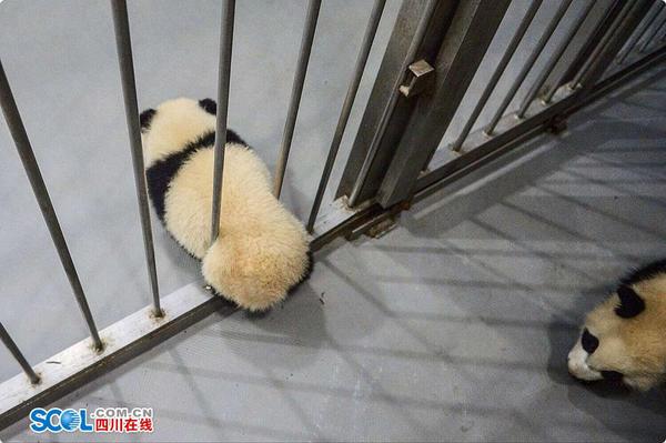 想要“越狱”的熊猫宝宝。 记者 郝飞 摄影报道