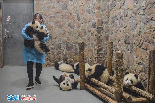 要成为一个合格的熊猫保姆，光会陪吃陪玩还不行，清扫大熊猫运动场及圈舍是饲养员的基本工作之一。“奶猫儿还好一些，主要食物是奶，圈舍内比较干净。熊猫妈妈们的圈舍就不行了，需要每天精心打扫。”段东琼介绍。 记者 郝飞 摄影报道
