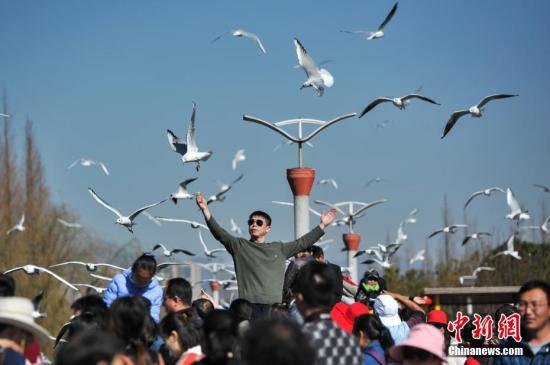 2月4日，春节长假刚刚结束，仍然有大批游客聚集到昆明滇池边，观鸥喂鸥，与红嘴鸥一起共享昆明暖阳和蓝天。<a target='_blank' href='http://www.chinanews.com/'>中新社</a>记者 任东 摄