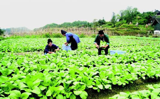 住滇全国政协委员共议精准扶贫
