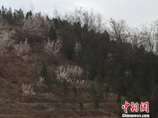 甘肃“省门第一道”护林员倾心生态“脱贫”（图）