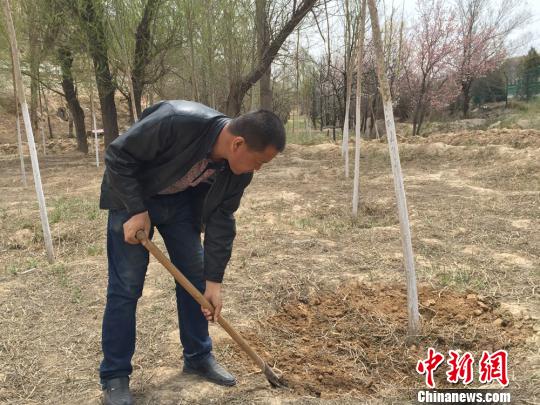 护林员彭正林手握铁锹修树窝。　刘薛梅 摄