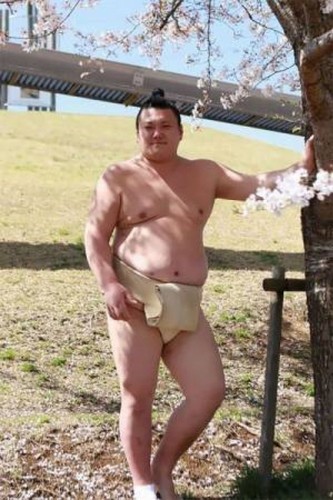 在樱花的衬托下，更显相扑手的浪费美感。
