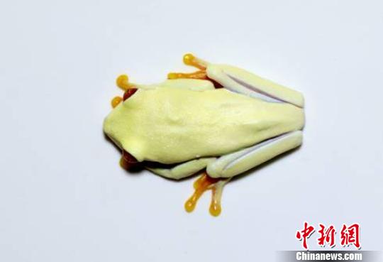 北京从美国入境邮包中首次截获8头活体树蛙（图）
