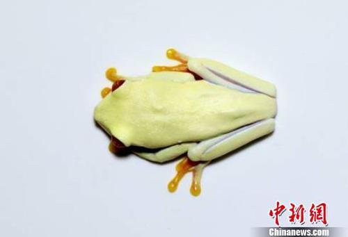北京从美国入境邮包中首次截获8头活体树蛙（图）