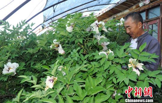 新疆兵团“痴花匠”9年坚持让“花中二绝”在边陲葳蕤成园（组图）