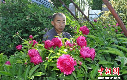 任建德2008年把花苗装在袋子里从洛阳背回新疆。图为他定植了第四年的芍药。　沈睿燕 摄