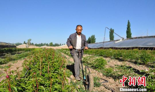 任建德正在给牡丹、芍药园中耕除草。　沈睿燕 摄