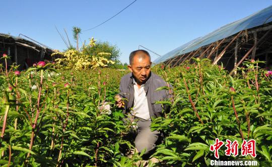 旋耕机把芍药的枝条碰倒了，任建德正在扶枝。　沈睿燕 摄
