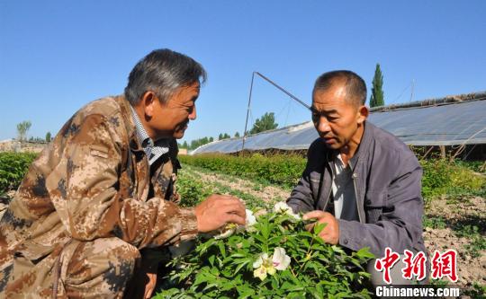 任建德正给人介绍牡丹花的食用和药用价值。　沈睿燕 摄