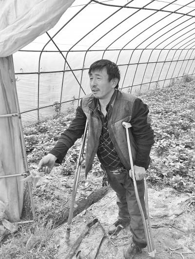男子拄双拐种植400亩苕尖红薯带领200余乡亲致富
