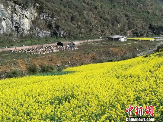 闫树文介绍称，每年12月份，随行的十几个人都带领蜜蜂前往云南采蜜，3月份在湖南、湖北，4月份在河南，5月份在山西，6月份在临县，7月份在交城，8月份在内蒙，9至11月份再回交城。这样四处奔波的生活，闫树文已经持续了很多年。　闫树文供图 摄