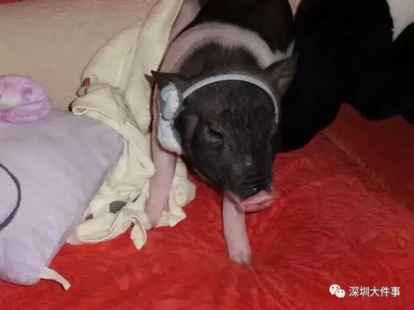 女孩把宠物猪养成400斤2