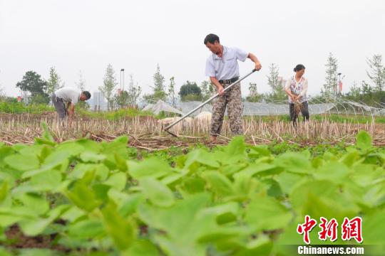 江西余干县塘背村果蔬采摘园里，贫困户徐加米与村民正忙着锄草、松土。　王成前 摄