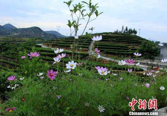 图为茶园旁格桑花盛放美不胜收。　吴苏梅 摄