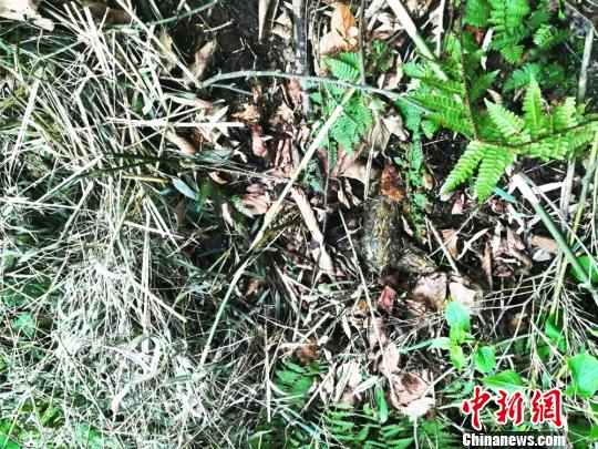 发现的大熊猫粪便。　钟欣 摄