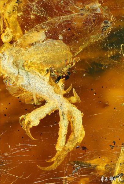 人类首次在琥珀中发现一亿年前雏鸟化石