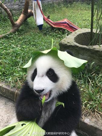 大熊猫戴荷叶制“绿帽子” 露出耳朵憨态可掬