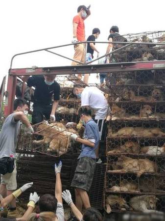 广州爱狗人士拦车救上千条待宰犬