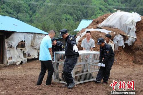 图为民警解救黑熊。　钟欣 摄