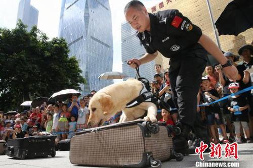 濒危物种搜查犬金凯在表演行李搜查科目 池兆恩 摄