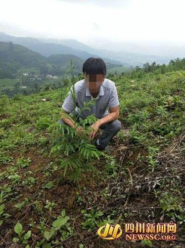 男子砍珍稀植物红豆杉做炊具 补栽3亩森林赎罪