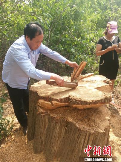 古柏树只剩下约一米高的树桩。民众供图