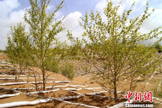 图为种植在戈壁滩上的乌柳和青杨。　韩玮玮 摄