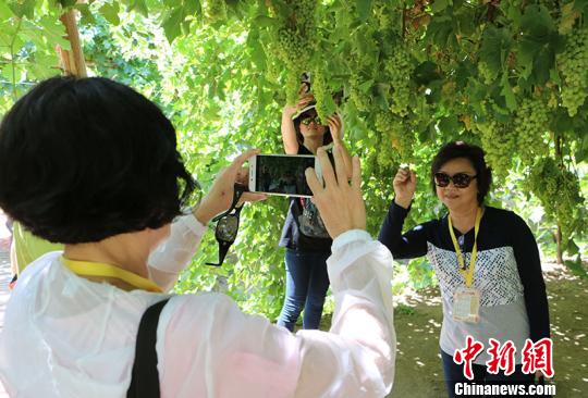 图为华教代表在葡萄架下留影。　耿丹丹 摄