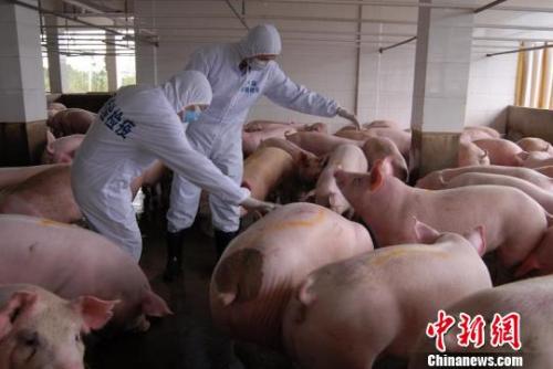 资料图：动物检疫人员在对供港活猪养殖场进行现场检疫。　邹冬辉 摄