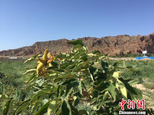 戈壁滩地上植绿，首先得改善土壤，一亩地至少需用700方新土，先把石头挖出来，再填进新土。图为李生学在戈壁滩上挖石换土后种植的牡丹。　殷春永 摄