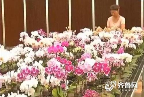女子顺走天价蝴蝶花 系新品种母株价值2000万