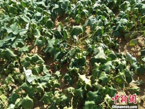  图为甘肃陇南徽县连续高温暴晒下，红薯藤卷曲。　钟欣 摄