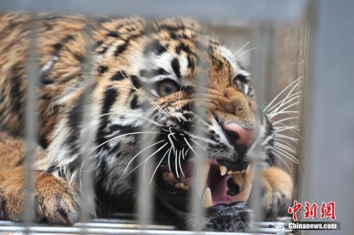 资料图。<a target='_blank' href='http://www.chinanews.com/' _fcksavedurl='http://www.chinanews.com/'></table>中新社</a>记者 刘冉阳 摄