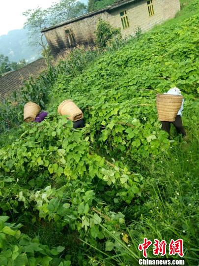 岩峰村村民正在地里劳作。　受访者供图 摄